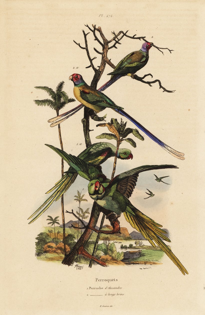 Alexandrine parakitt, Psittacula eupatria og langhaleparakitt, Psittacula longicauda av Unbekannt
