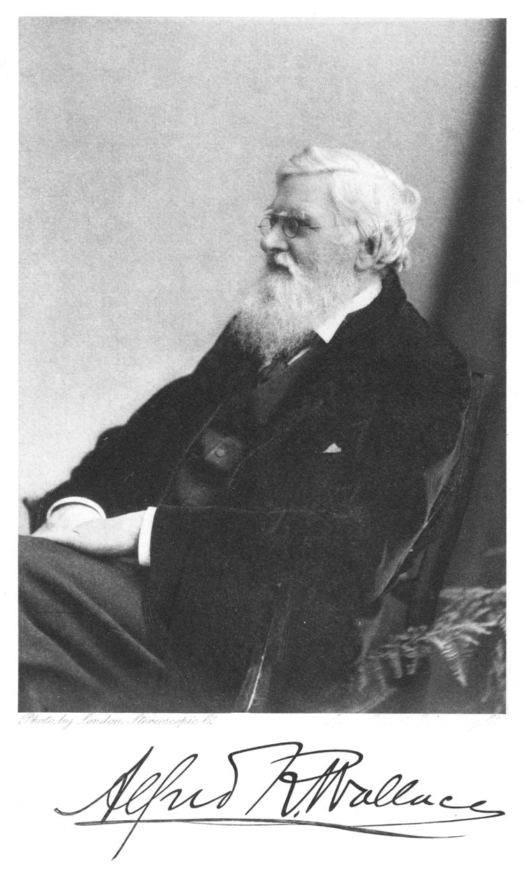 Alfred Russell Wallace , walisisk-født britisk naturforsker, ca 1900 av Unbekannt