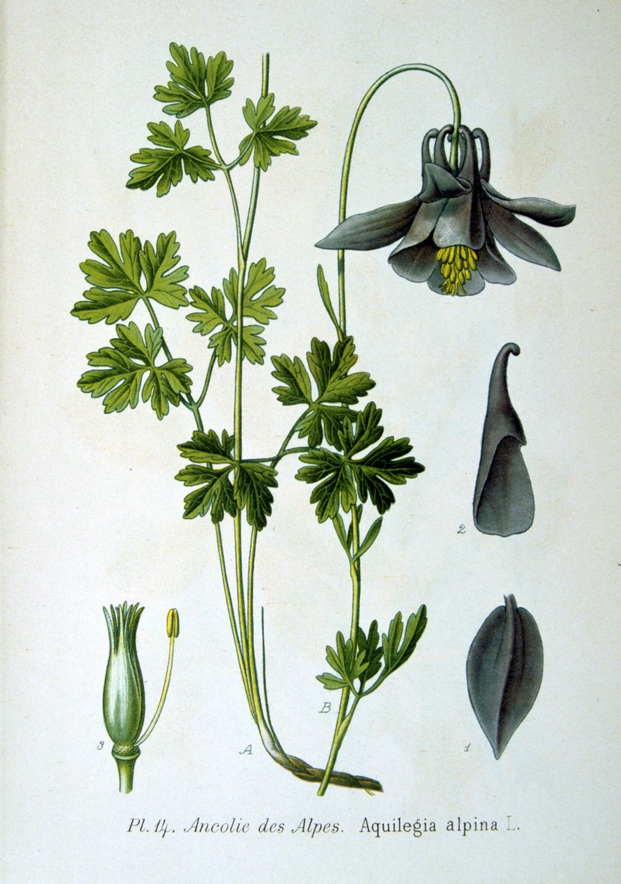 Alpine akeie, 1893 av Unbekannt