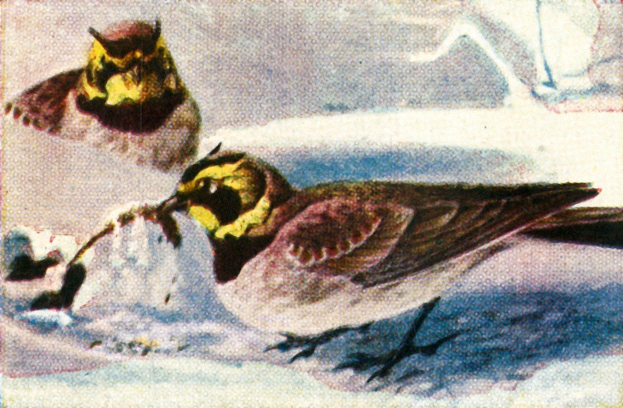 Alpelærker, c1928. av Unbekannt