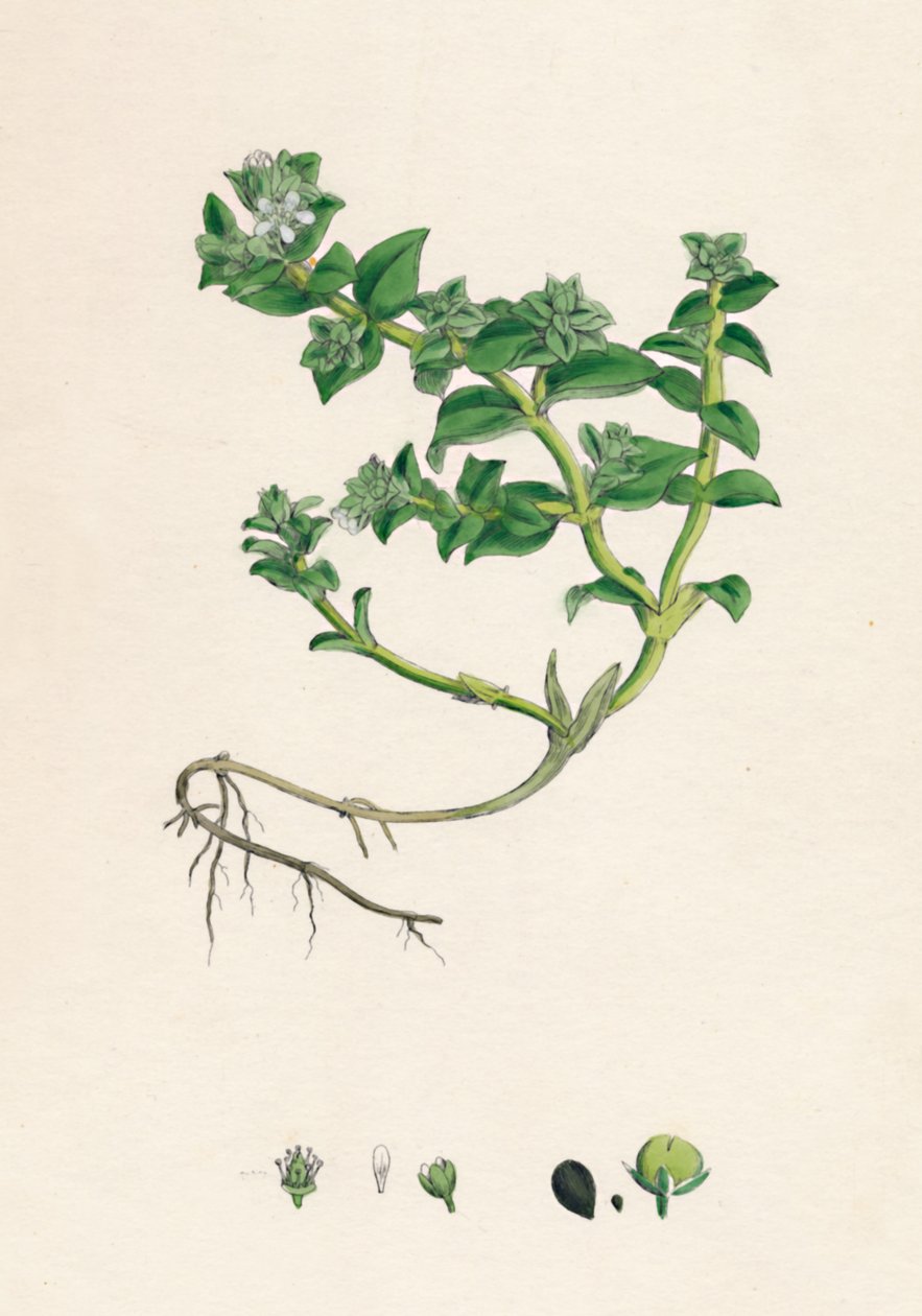 Alsine peploides. Havportulak, 1800-tallet av Unbekannt