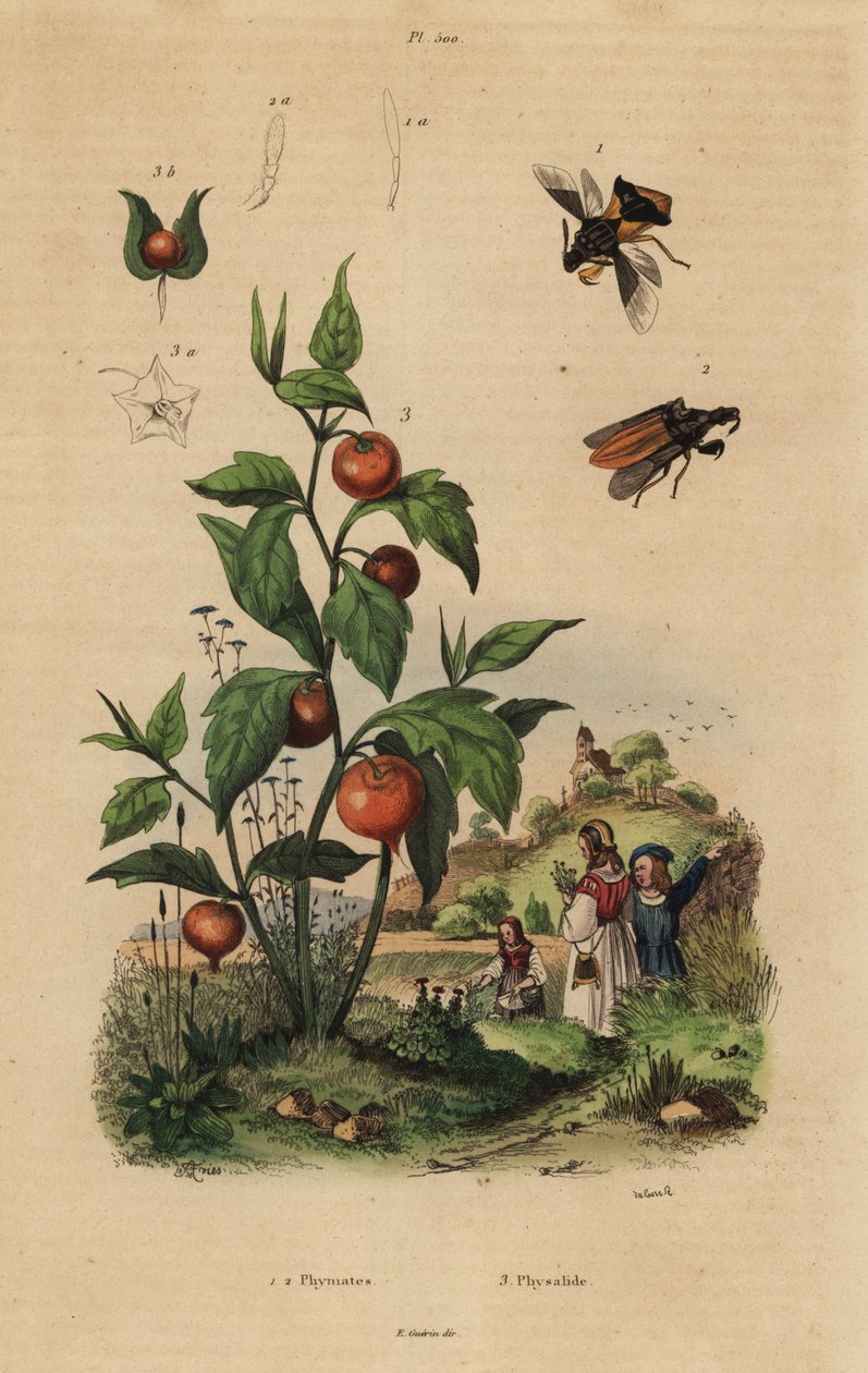 Ambush bug, Macrocephalus cimicoides 1,2, og blærekirsebær eller kinesisk lanterneplante, Physalis alkekengi 3 av Unbekannt