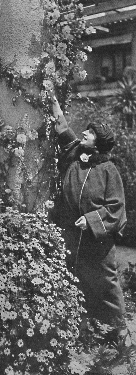 Amelita Galli-Curci - Den store divaen som samler roser, hennes favorittblomster, c1925 av Unbekannt