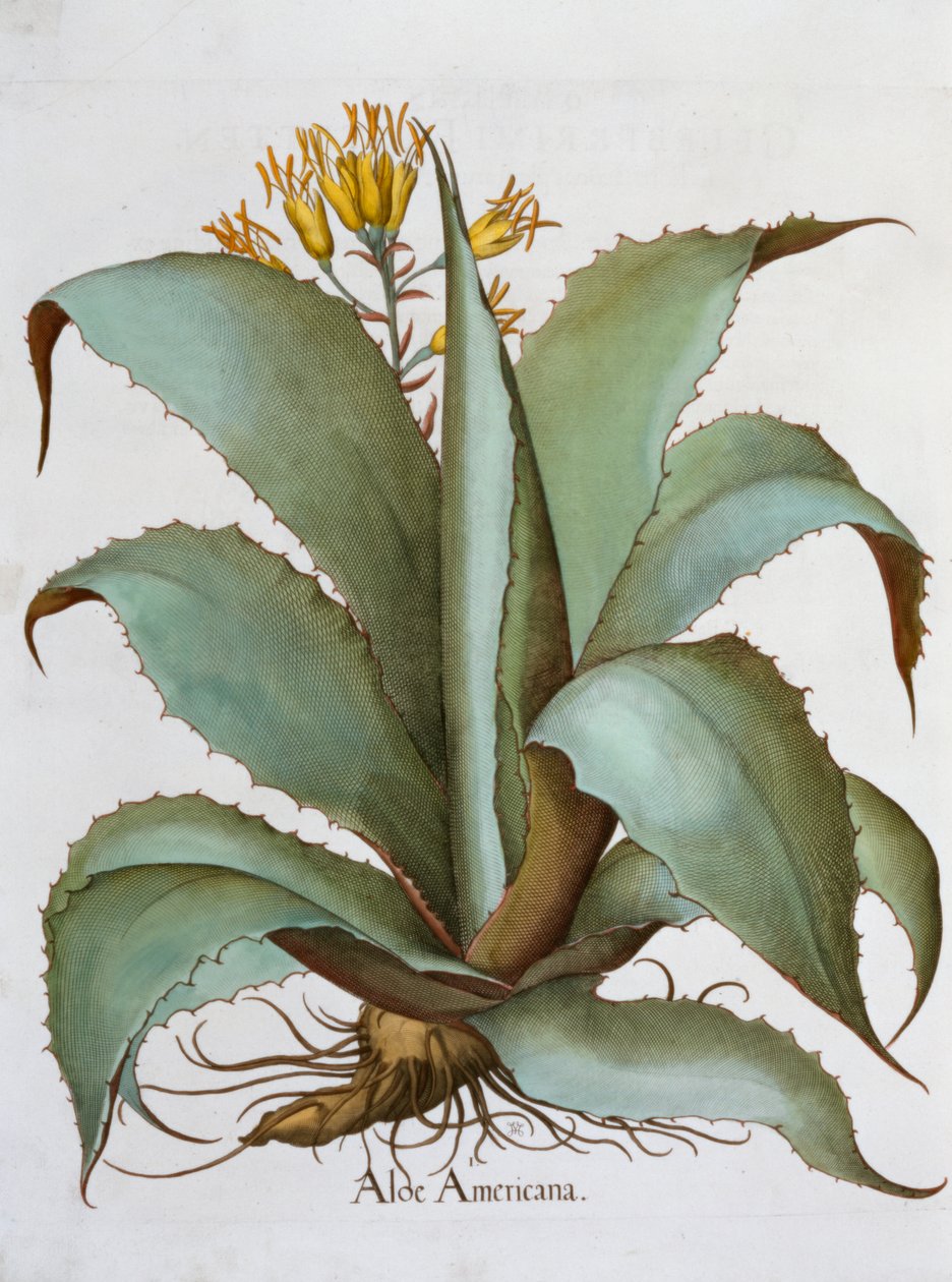 American Aloe Aloe Americana, 1613 av Unbekannt