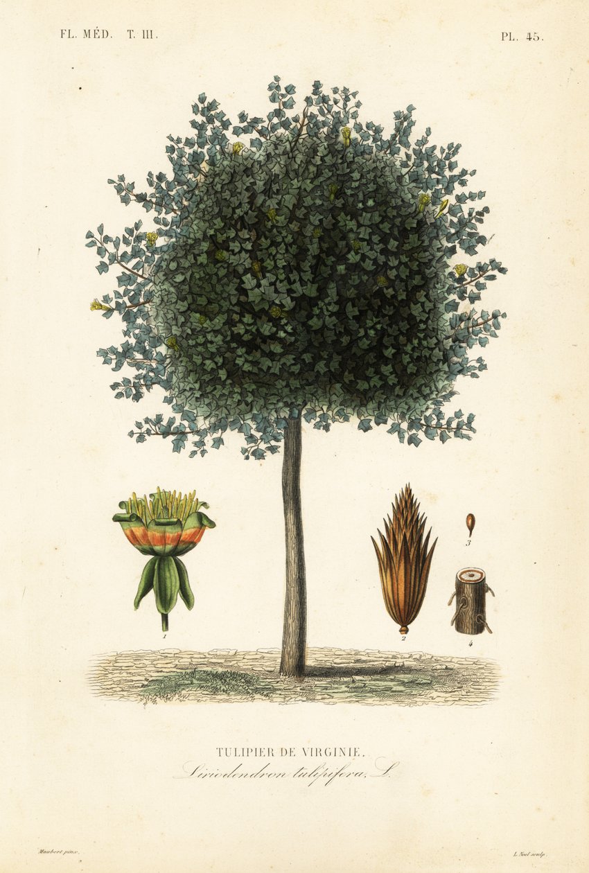Amerikansk tulipantre eller tulipanved, Liriodendron tulipifera, Tulipier de Virginie av Unbekannt
