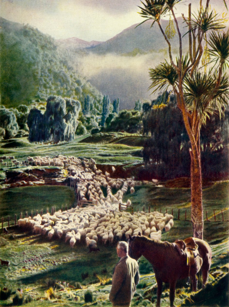 Midt i skjønnhetene til New Zealands sauefarmer, c1948. av Unbekannt