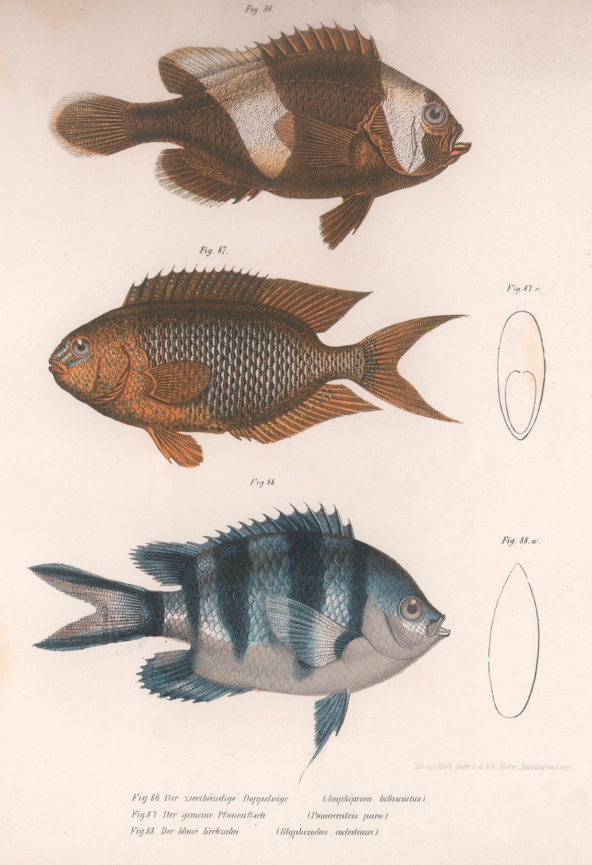Amphiprion bifasciatus. Pomacentris pavo. Glyphisodo, ca. 1850-tallet av Unbekannt