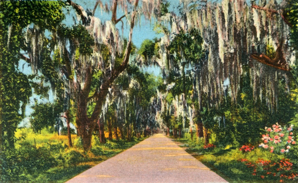 En forlokkende motorveiscene i Carolinas, 1942. av Unbekannt