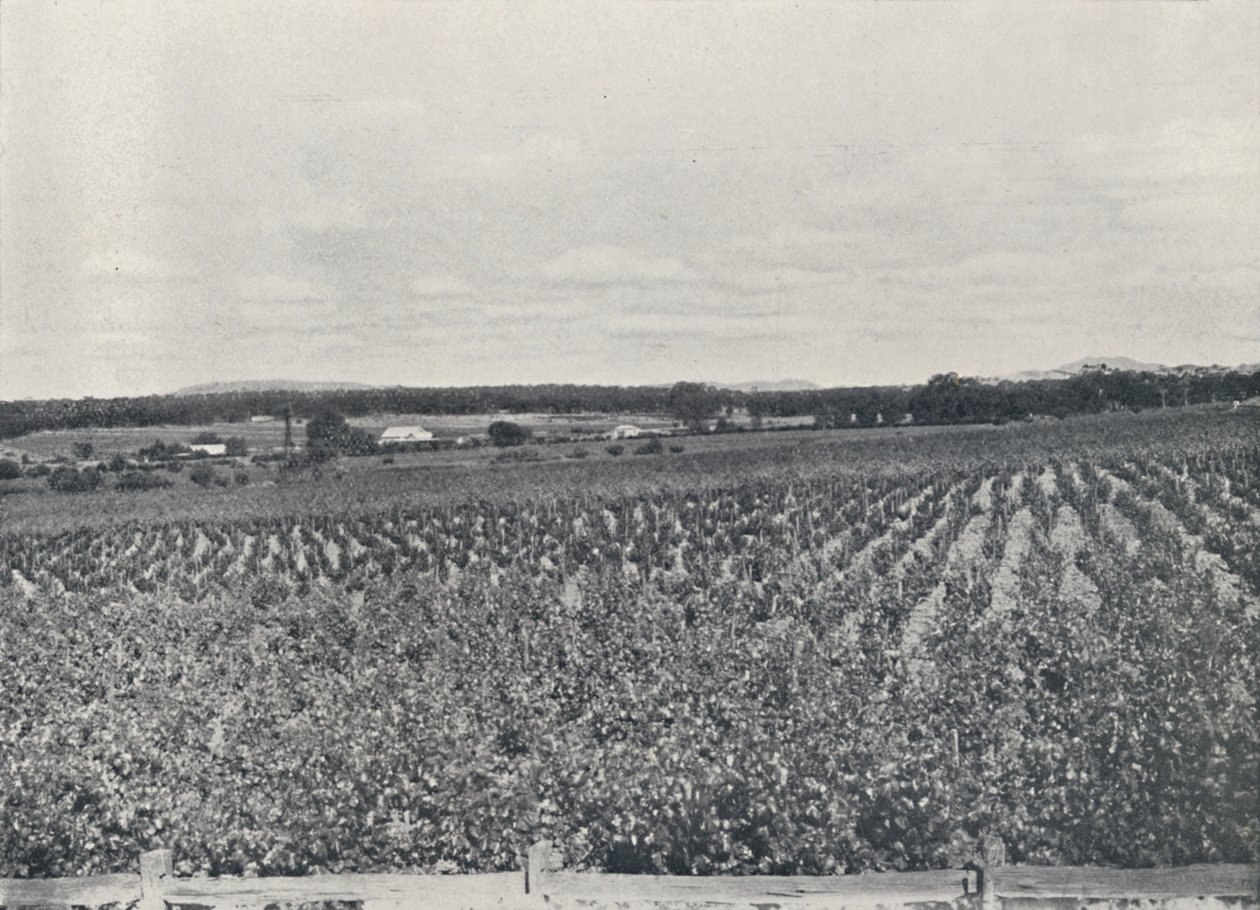 En australsk vingård, 1923. av Unbekannt