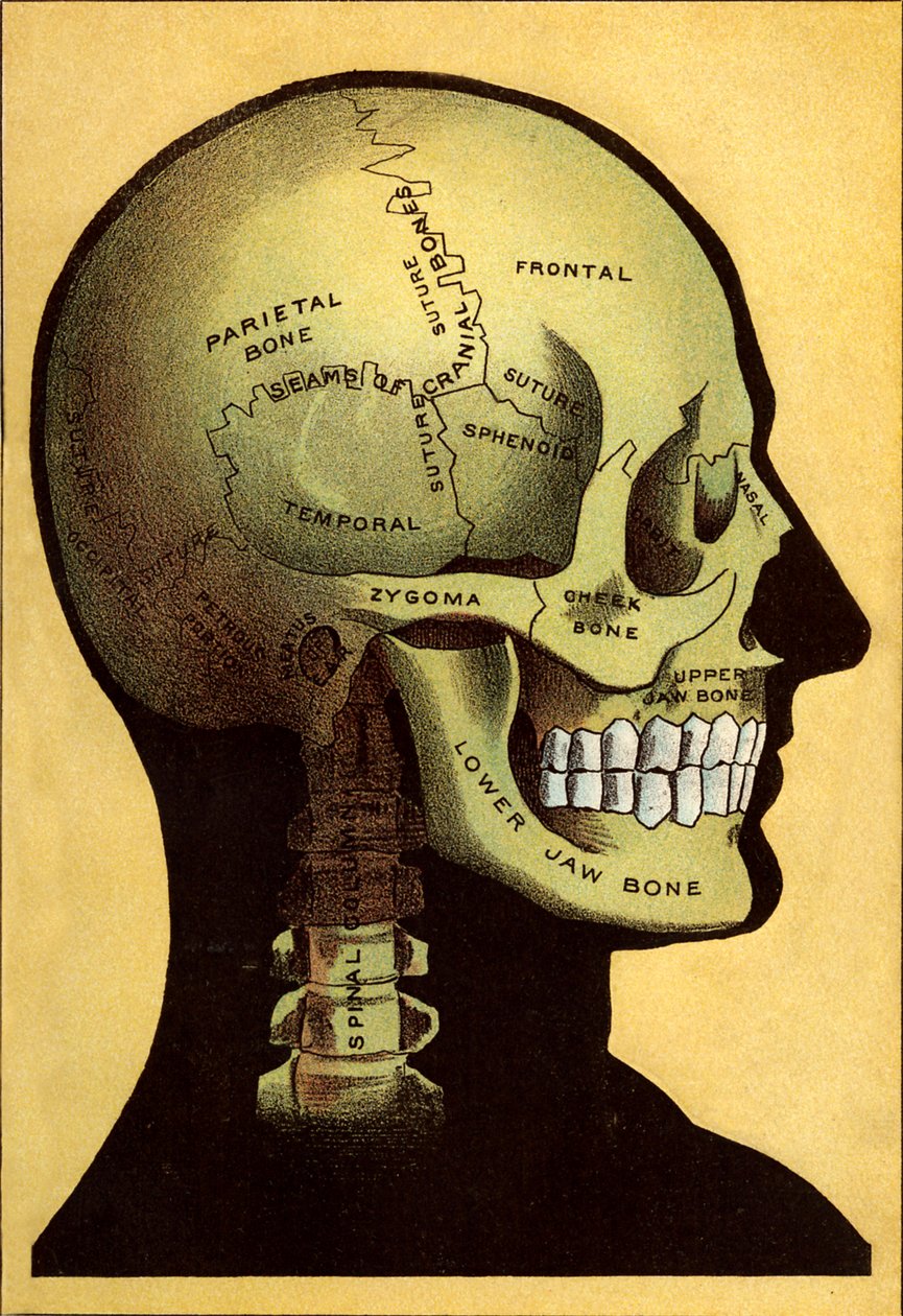 Anatomisk diagram, hodet av Unbekannt