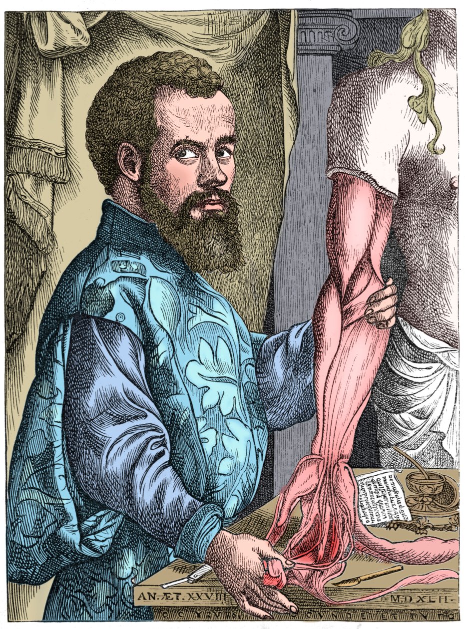 Andreas Vesalius, flamsk anatom fra 1500-tallet av Unbekannt