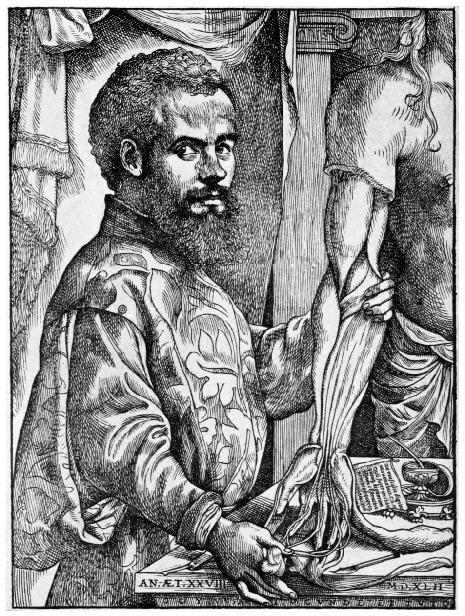 Andreas Vesalius, flamsk anatom fra 1500-tallet, 1954 av Unbekannt