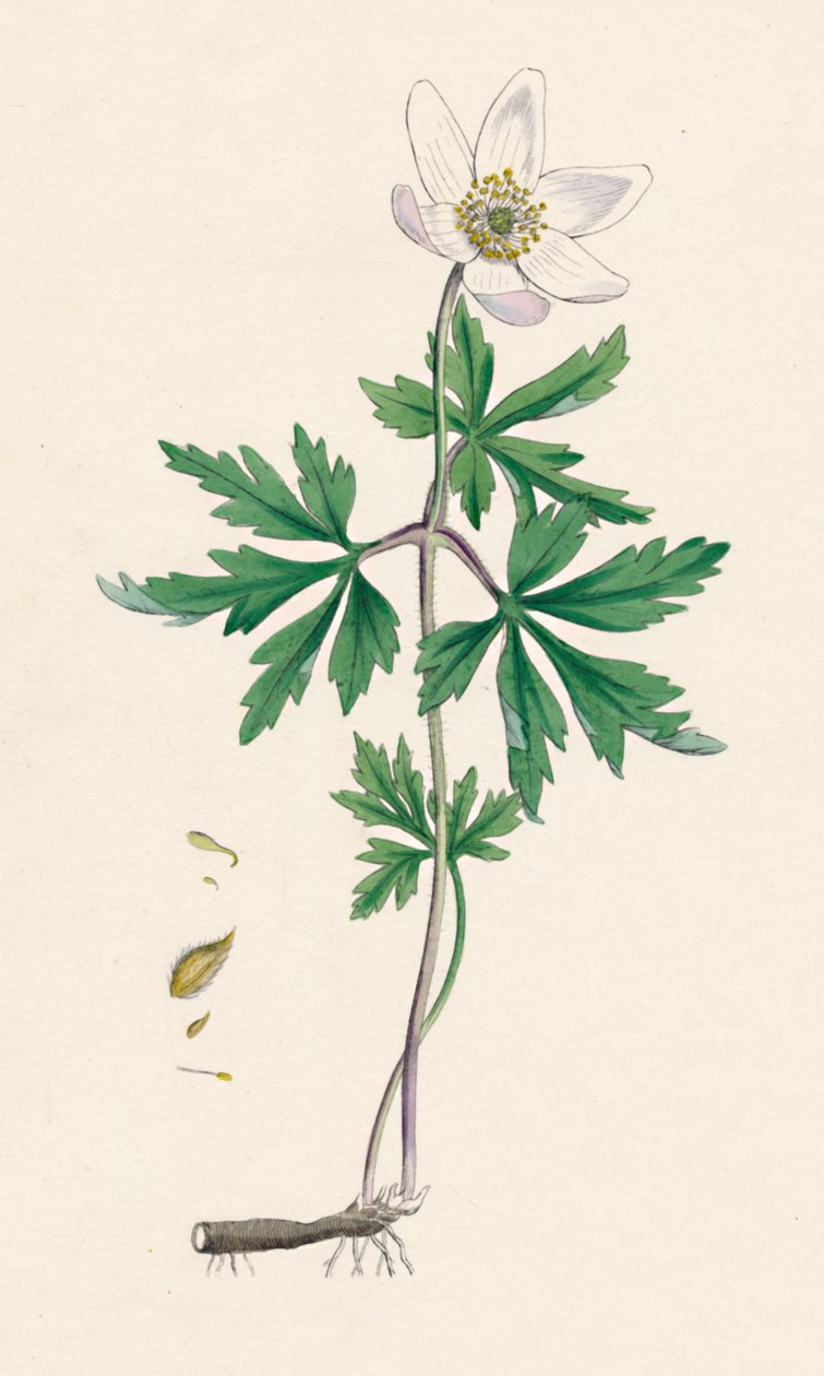 Anemone treaktig. Skogsanemone, 1800-tallet av Unbekannt