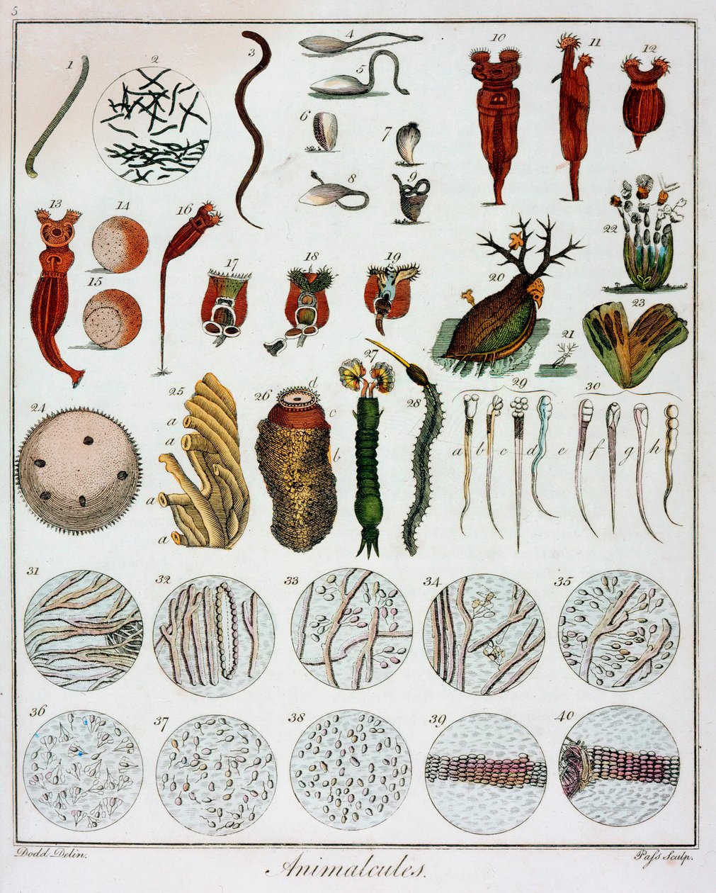 'Animalcules' observert av Anton van Leeuwenhoek, c1795 av Unbekannt