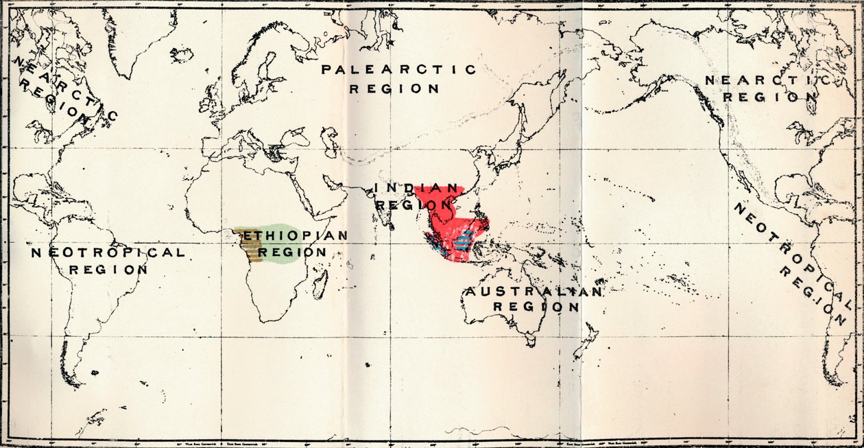 Anthropoidea - Hylobates Red, Simia Blue, Gorilla Brown, Anthropopithecus Green, 1897 av Unbekannt