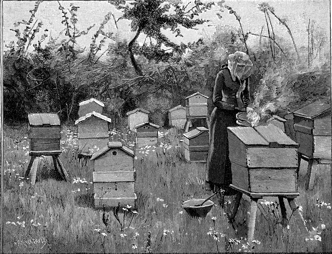 Bigården med trekuber, Lismore, Irland, 1890 av Unbekannt