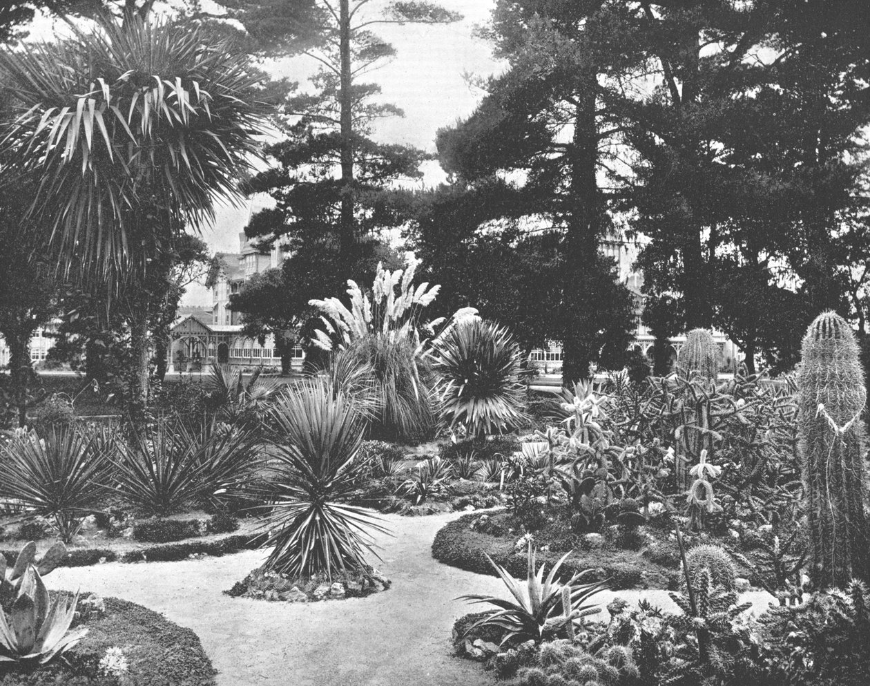 Arizona Garden, Monterey, California, USA, c1900. av Unbekannt