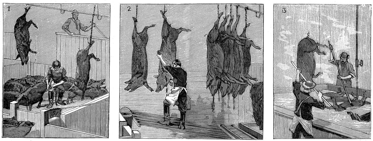 Armour Companys griseslakteri, Chicago, Illinois, USA, 1892 av Unbekannt