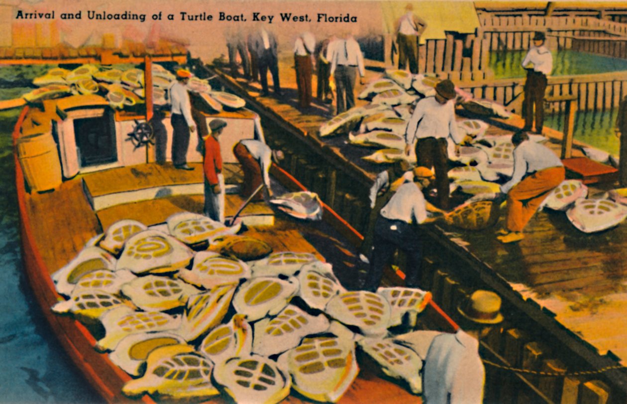 Ankomst og lossing av en skilpaddebåt, Key West, Florida, c1940-tallet av Unbekannt