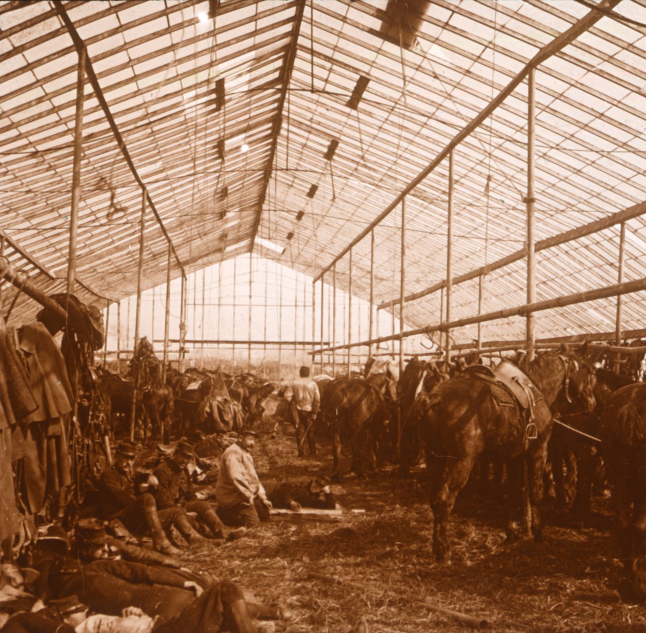 Artillerihester, c1914-c1918 av Unbekannt