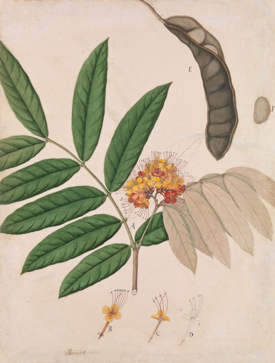 Ashoka-treblomst, blader, pod og frø, første halvdel av 1800-tallet. av Unbekannt