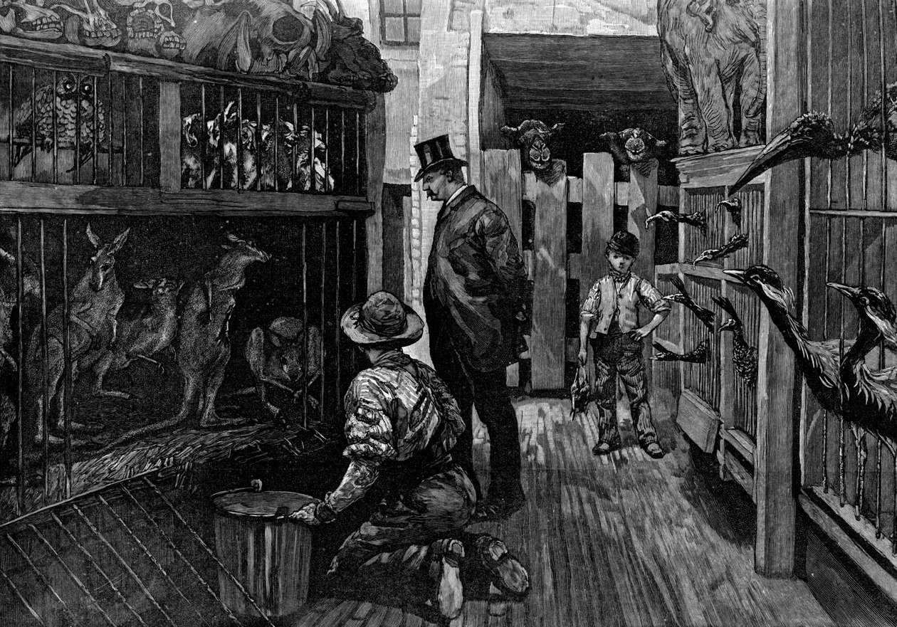 I Jamrachs, London, 1887 av Unbekannt