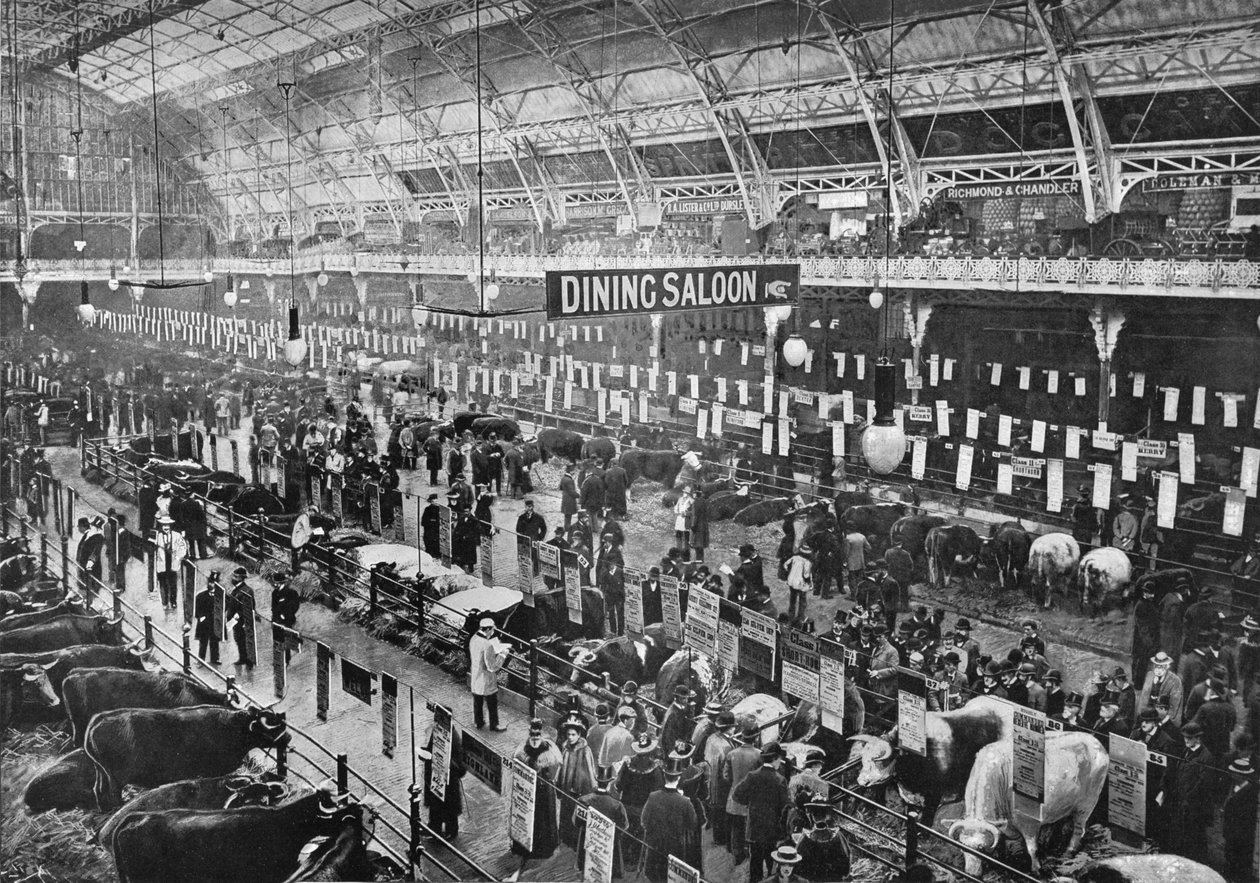 På storfeutstillingen Smithfield Club, Agricultural Hall, Islington, London, 1902 1903 av Unbekannt