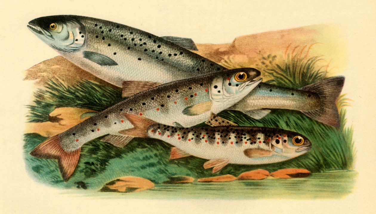 Atlantisk laks - Grilse, Smolt og Parr, 1887, 1946. av Unbekannt