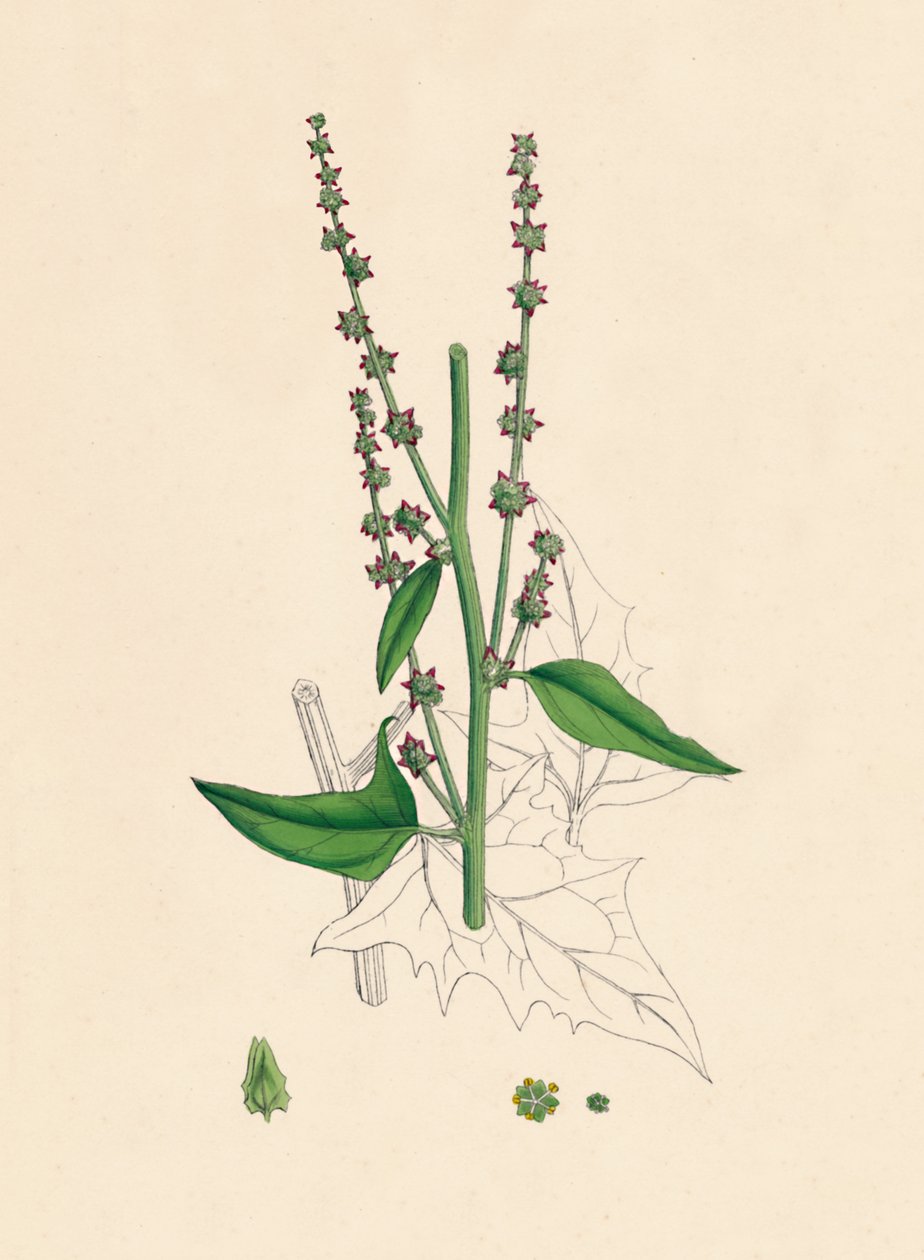 Atriplex Smithii. Smiths Orache, 1800-tallet av Unbekannt