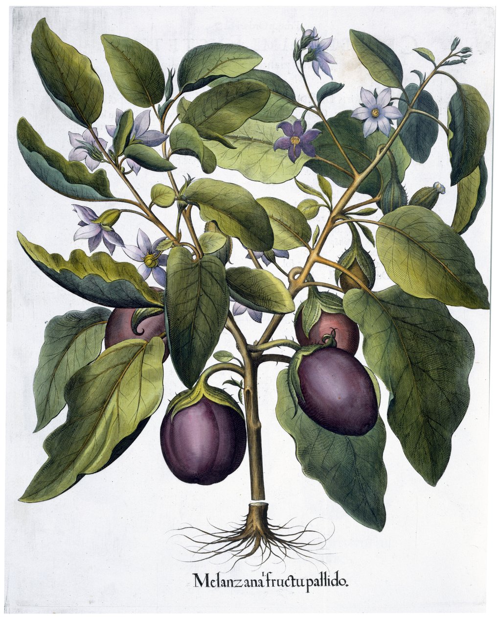 Aubergine, 1613 av Unbekannt