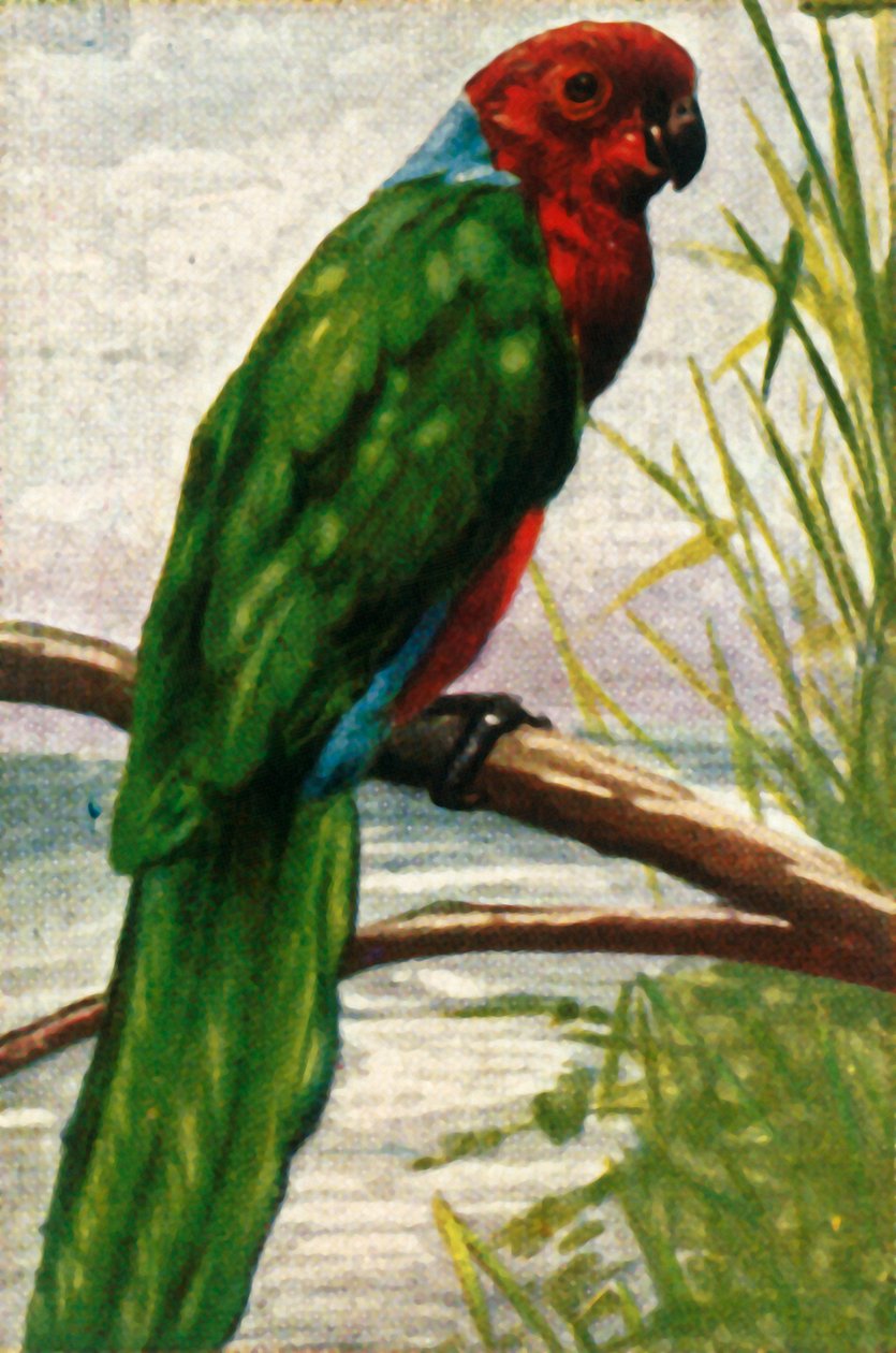 Austral parakeet, c1928. av Unbekannt