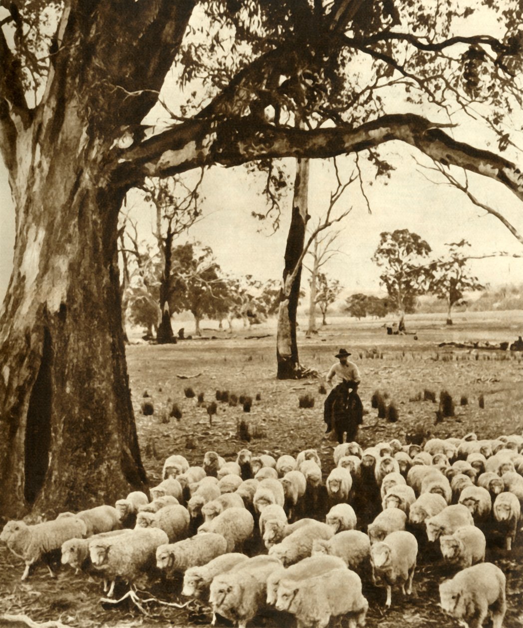 Australia - En fører med noen av anklagene sine på en sauestasjon i delstaten Victoria, c1948. av Unbekannt