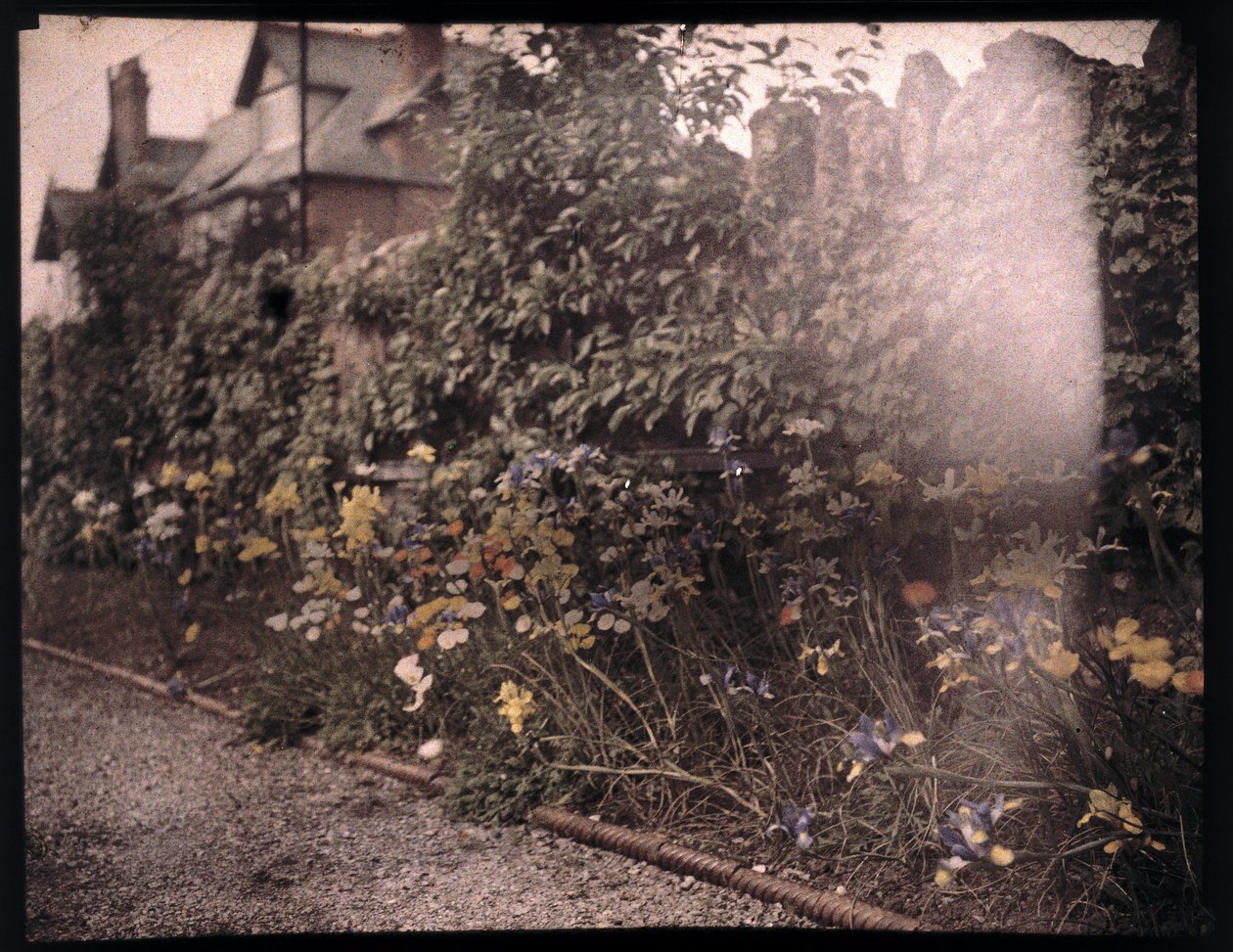 Autokrom av blomster, c 1908 av Unbekannt