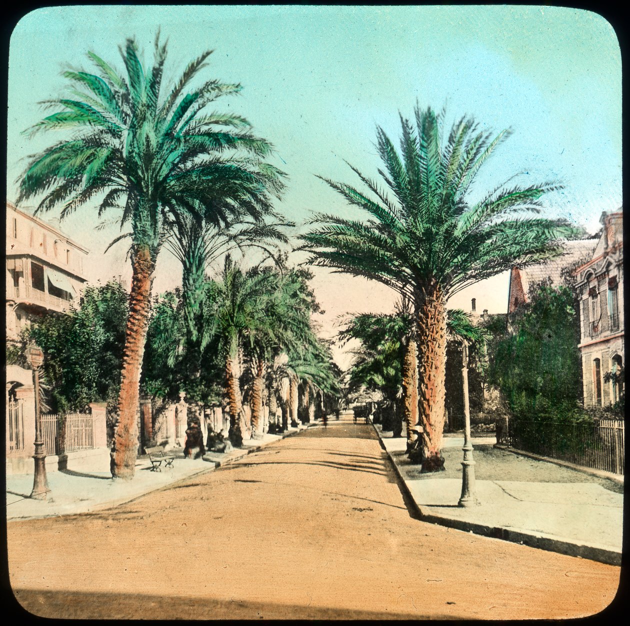 Avenue of Palms, Hyeres, Frankrike, slutten av 1800- eller begynnelsen av 1900-tallet av Unbekannt