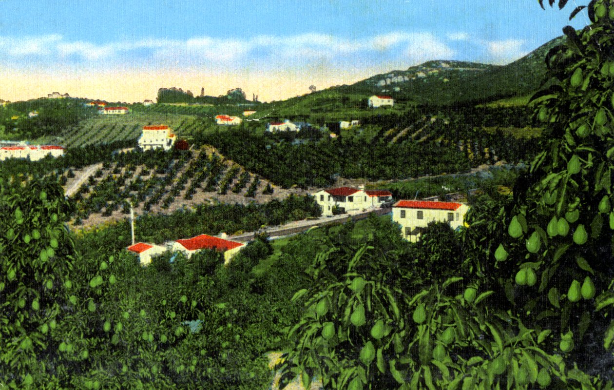 Avocado Groves, San Diego, California, USA, ca 1900-tallet av Unbekannt
