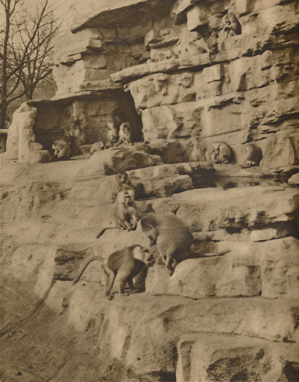 Bavianer i deres naturlige omgivelser på Monkey Hill, c1935. av Unbekannt