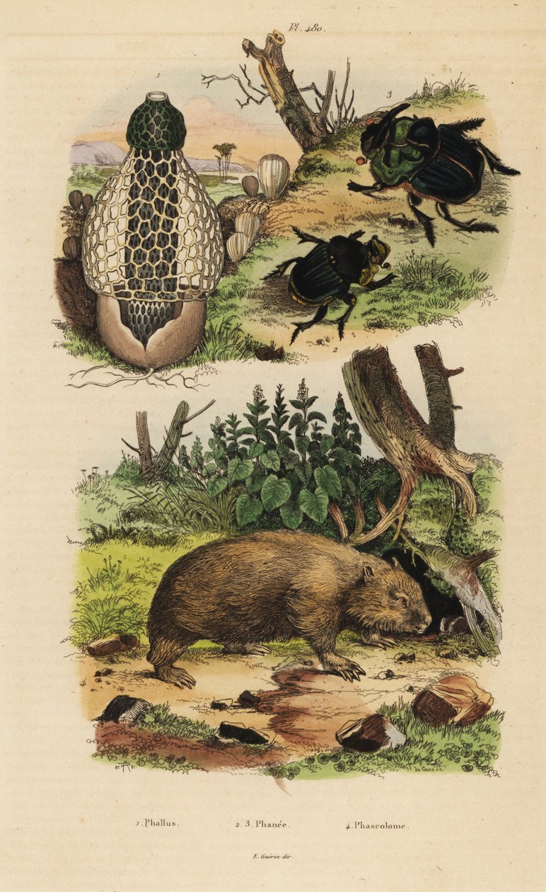 Bambussopp, Phallus indusiatus 1, skarabémøkkbiller, Coprophanaeus ensifer 2 og skuespillerinnene Diabroctis 3, og vanlig vombat, Vombatus ursinus 4 av Unbekannt