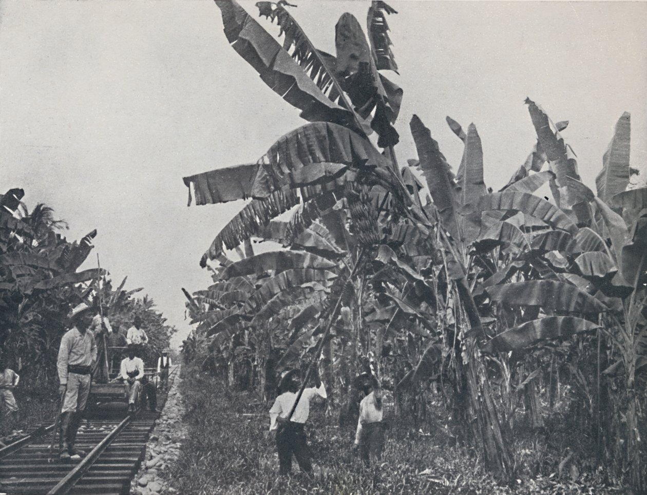 Bananplantasje, 1924 av Unbekannt