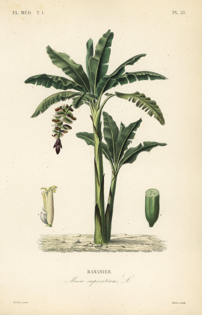 Banantre, Bananparadis, Banansalvie, Bananier av Unbekannt