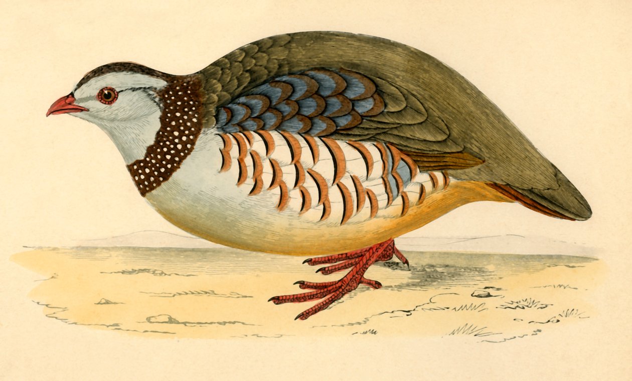 Barbary Partridge, slutten av 1800-tallet. av Unbekannt