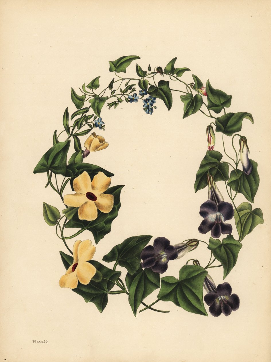 Barclays Maurandia, Maurandya barclayana, den bevingede Thunbergia, Thunbergia alata, Memory; Skorpiongress, glem meg ikke, Myosotis scorpioides av Unbekannt