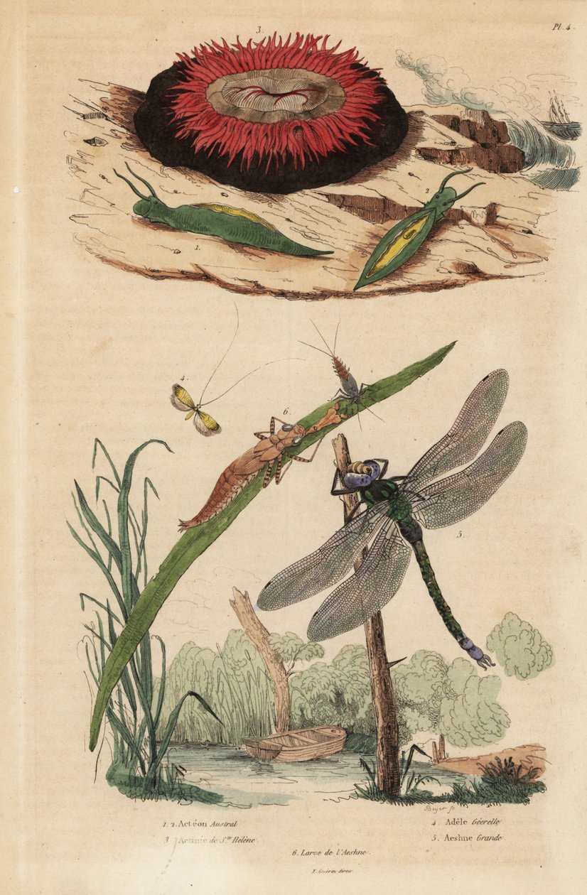Tønneboblesnegl, Acteon tormatilis 1, beadlet anemone, Actinia equina 2, gulbarret langhorn, Nemophora degeerella 3, brun gateselger, Aeshna grandis 4 av Unbekannt