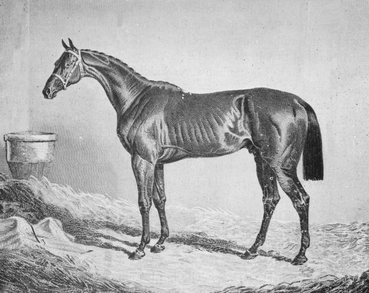 Bay Middleton, 1833-1857, 1911 av Unbekannt
