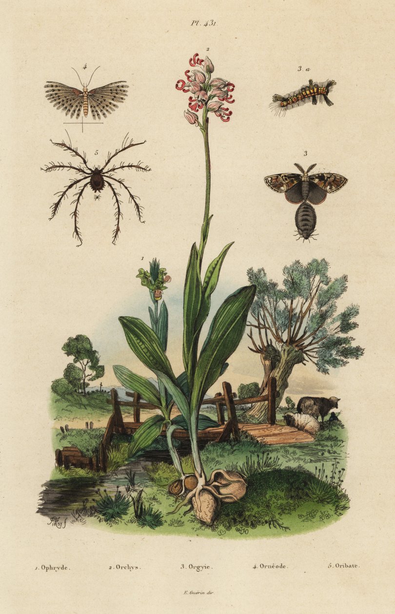 Bie-orkide, Ophrys apifera 1, ape-orkide, Orchis simia 2, rusten tusmoll, Orgyia antiqua 3, tjue-plume møll, Alucita hexadactyla 4 og Oribata geniculata midd 5 av Unbekannt