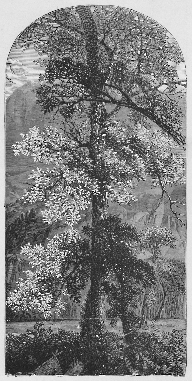 Stort tre, 1883 av Unbekannt
