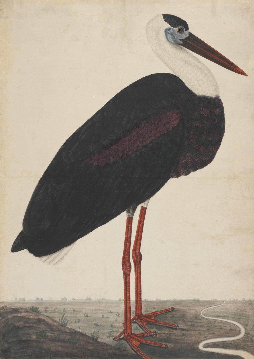 Svart stork i et landskap, ca. 1780. av Unbekannt