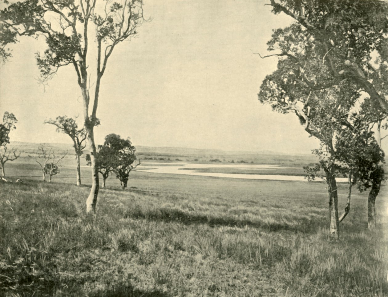 Black Swan Lagoon, nær Warwick, Queensland, 1901. av Unbekannt