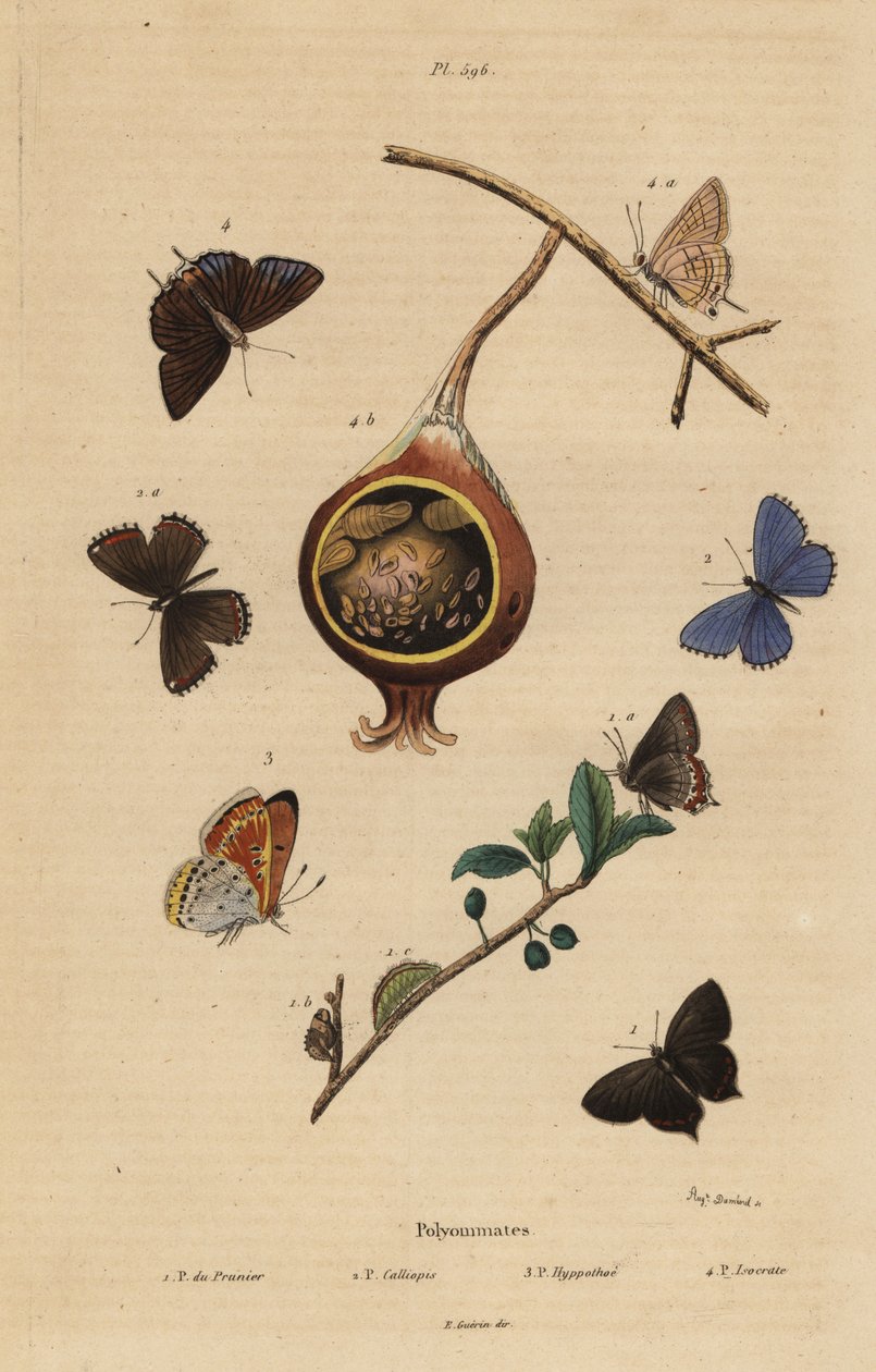 Sort hårstrikk sommerfugl, Satyrium pruni 1, vanlig blå sommerfugl, Polyommatus icarus 2, lillakantet kobber, Lycaena hippothoe 3 og vanlig guava blå, Virachola isocrates 4. Polyommates du prunier, calliopsis, hyppothee, isocrate av Unbekannt
