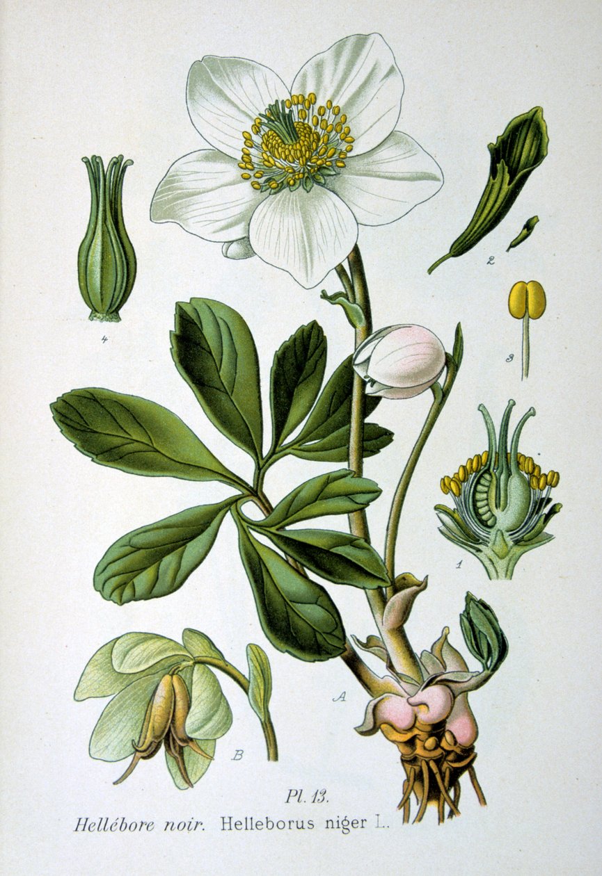Svart hellebore, 1893 av Unbekannt
