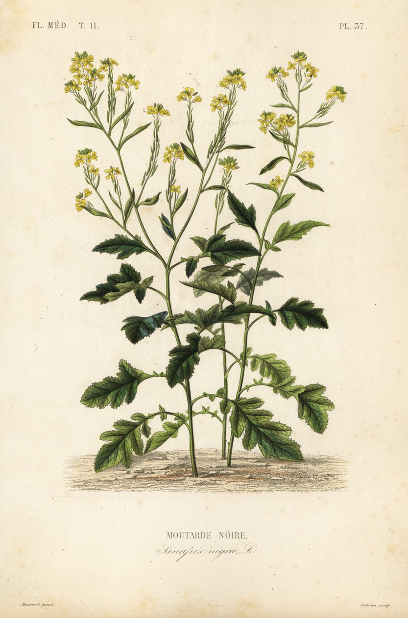 Svart sennep, Brassica nigra, Sinapis nigra, svart sennep av Unbekannt